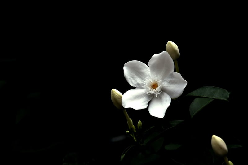 Garden Elegance