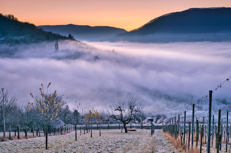 Vineyard Charm